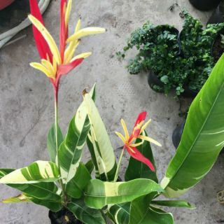 Cây mỏ két cẩm thạch