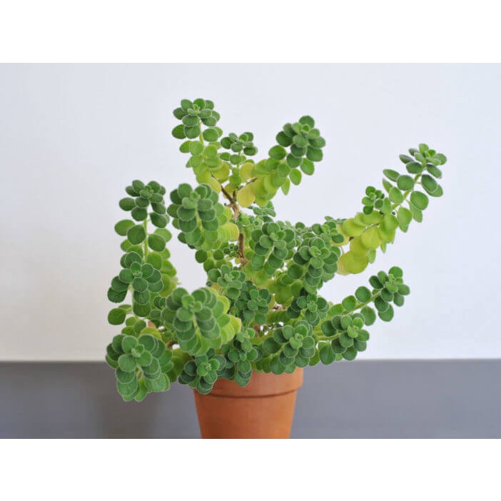 Cây Plectranthus amboinicus Cuban Oregano (Kinh Giới Cu Ba) (Lá Có Mùi Rất Thơm) chậu nhựa 8cm