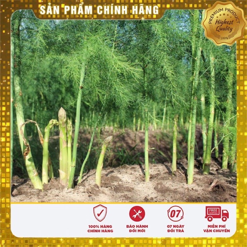 Hạt Giống Măng Tây Xanh rado 636
