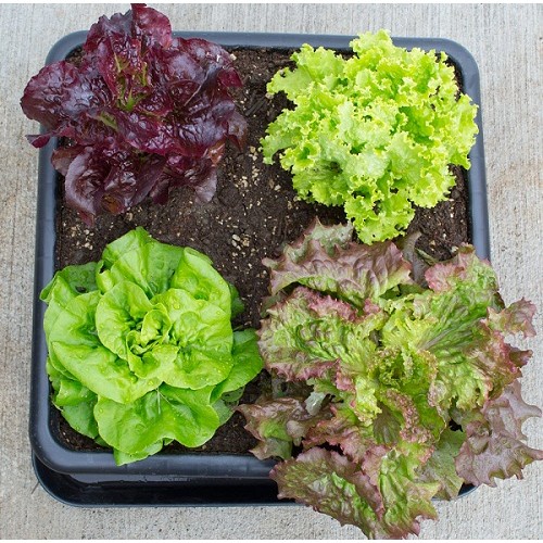 Hạt giống xà lách các loại