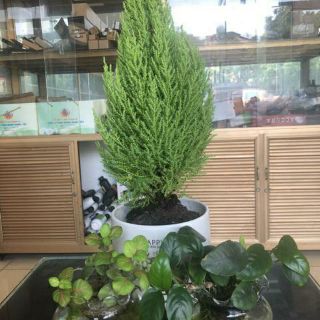 Cây Tùng Thơm loại trung ( đã bật hỏa tốc )