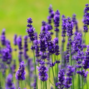 Chậu cây Lavender Costa - Oải hương cho hoa tím