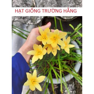 Củ hoa Huệ Mưa Vàng Citrina (Size Mẹ / Baby)