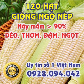 120 HẠT GIỐNG NGÔ NẾP NGỌT, DẺO, THƠM, ĐẬM- 1 ĐỔi 1