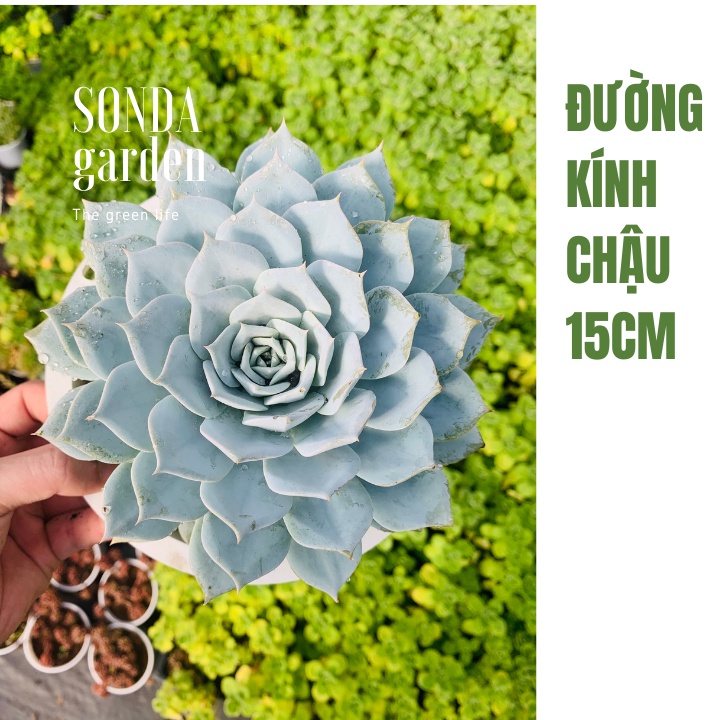 Sen đá ngọc trinh SONDA GARDEN size đại 15cm, cây cảnh trang trí nhà cửa, lỗi 1 đổi 1
