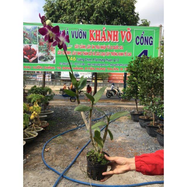 Phong Lan Sonia đẹp dịu dàng  - Nhà Vườn Khánh Võ