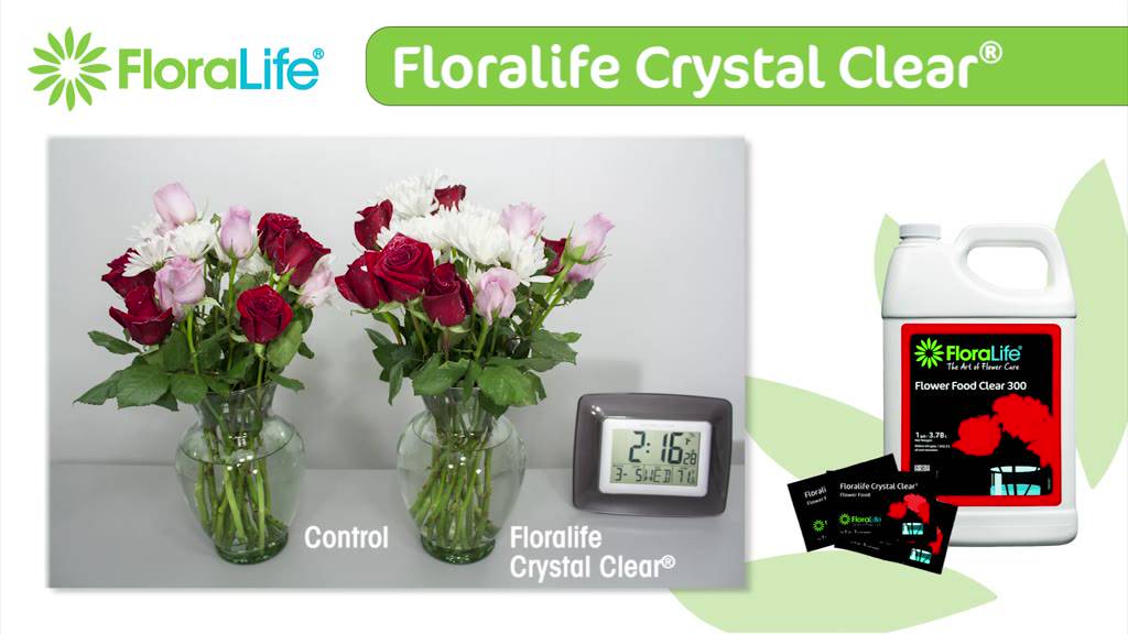 Gói Thuốc Dưỡng Hoa Tươi Lâu FloraLife Nhập Khẩu Từ Mỹ Giúp Hoa Lâu Tàn Không Hôi Nước - Hàng mới về | BigBuy360 - bigbuy360.vn