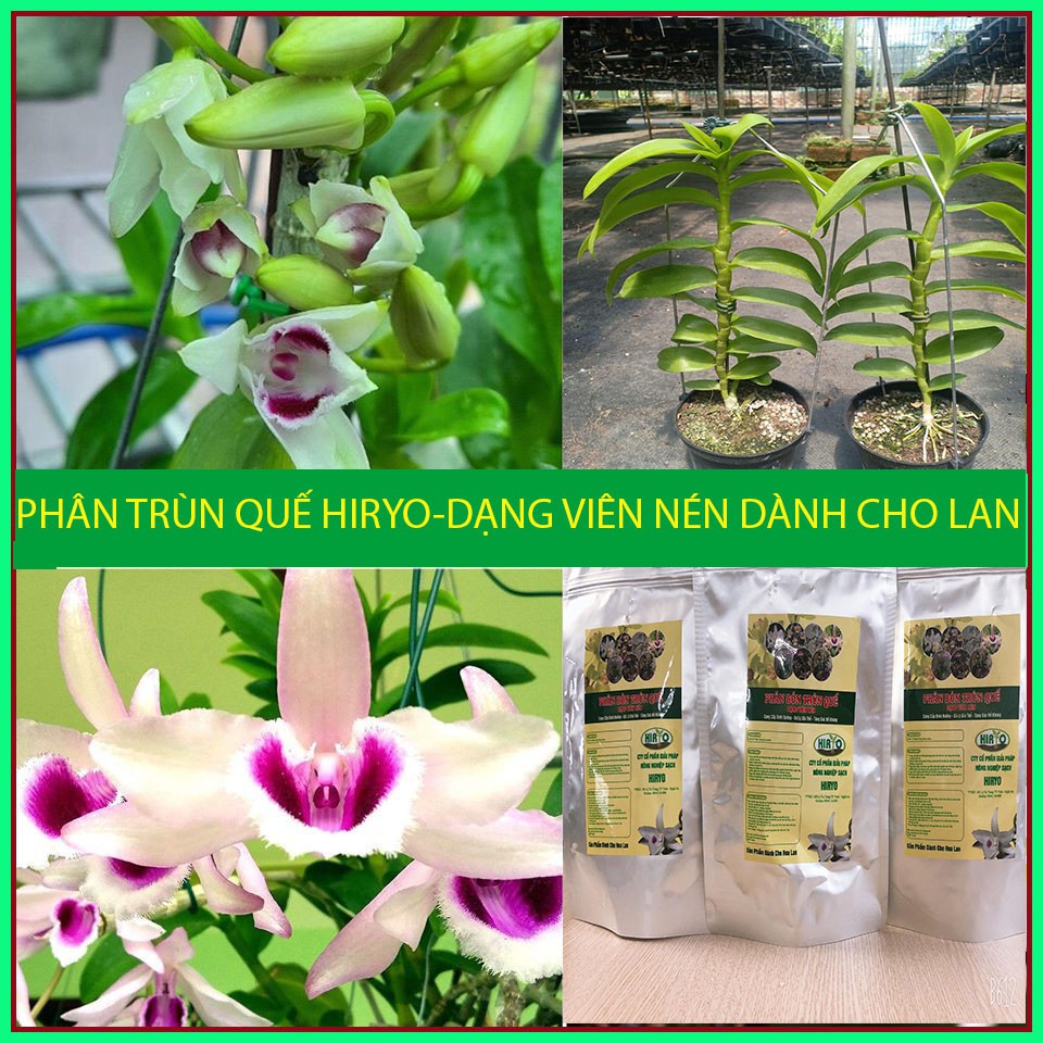Phân trùn nén, phân trùn quế dạng viên nén dành cho hoa lan, hoa hồng...