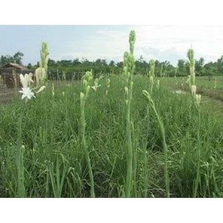 củ hoa huệ kép