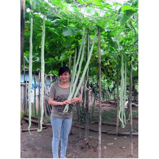 Hạt giống mướp rắn Nhật Bản  5 hạt (TẶNG gói kích thích hỗ trợ hạt nảy mầm)