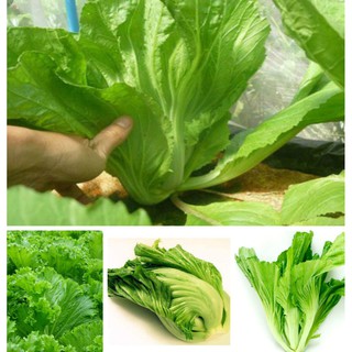 20GR - HẠT GIỐNG CẢI BẸ DƯA