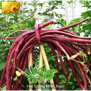 Hạt Giống Đậu Đũa Đỏ F1 Dinh Dưỡng Cao (10 Gr) - MUA 3 TẶNG 1 CÙNG LOẠI