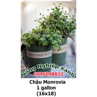 Chậu trồng hoa Monrovia 1 gallon (xước nhẹ)