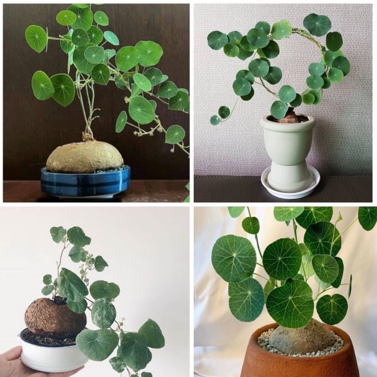 Củ Bình Vôi thái có lá 1kg sp