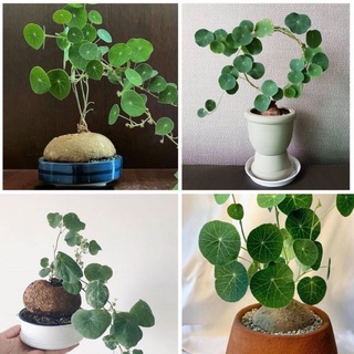Củ Bình Vôi thái có lá 1kg sp8