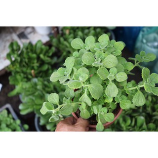 Chậu cây Nhất Mạc Hương