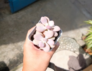 SEN ĐÁ SỎI HỒNG