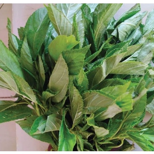 Hạt giống rau đay trắng (rau đay xanh) - Shop hạt giống 1K