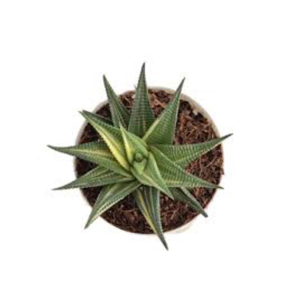 Siêu sale 50%- Sen Móng Rồng Xoáy Var chậu như hình cuối.