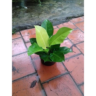 Cây trầu bà đế vương vàng