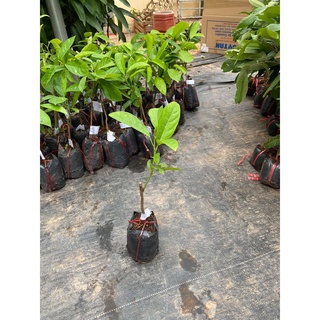 Mua Cây Giống Dâu Da Ghép ( Cây Bòn Bon )