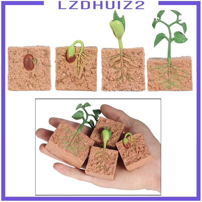 Mô Hình Thực Vật Cây Đậu Nành Giảng Dạy Cho Bé