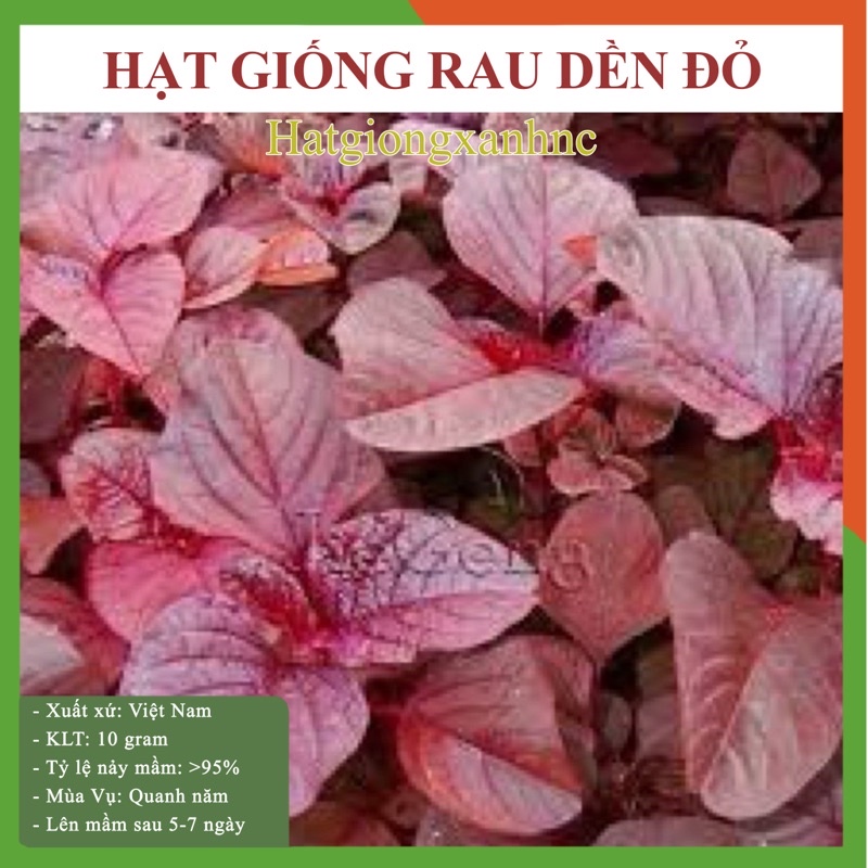 GÓI 10 GRAM HẠT GIỐNG RAU DỀN ĐỎ