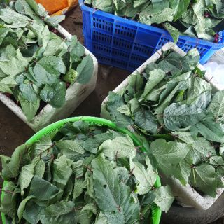 Lá hoa Atiso đỏ 1kg