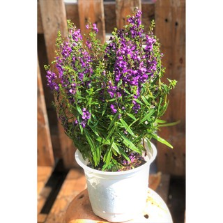 Chậu hoa Forget Me Not mảu tím