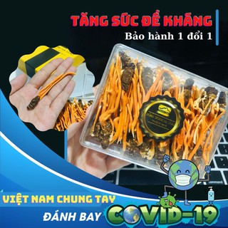 Đông Trùng Hạ Thảo Nguyên Con, Ký chủ nhộng tằm Trần Gia [ Chính hãng ] sấy lạnh loại 1