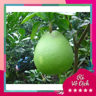 Cây bưởi da xanh, cây bưởi giống, bưởi da xanh bến tre - caygiong-f1