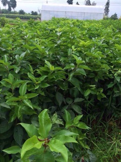 Cây giống chery anh đào mỹ