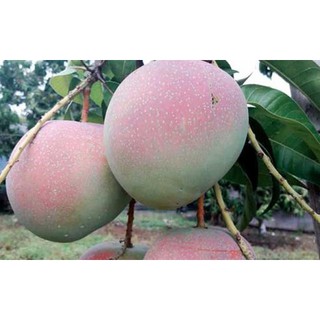 cây giống xoài úc