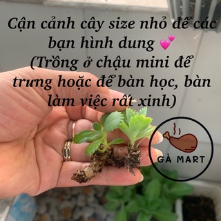 Cây Sống Đời (Mẹ Nghìn Con)