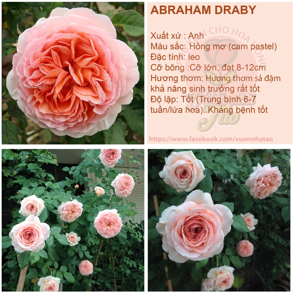 Hoa hồng Abraham Darby-cây nguyên bản size trung