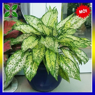 Cây Ngọc Ngân có chậu nhựa như hình 2 - cây kiểng để bàn, cây kiểng thủy sinh