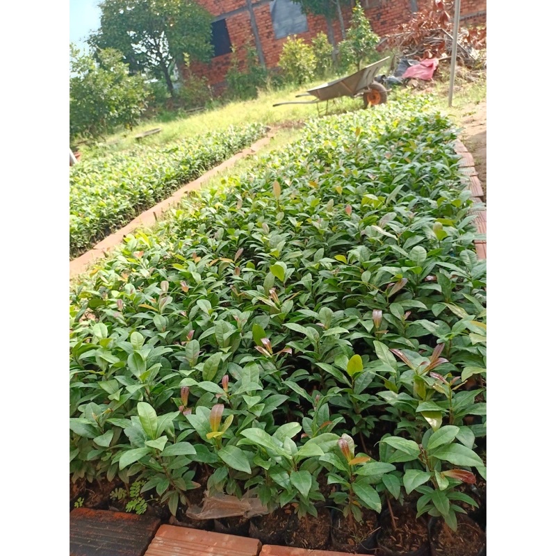 Cây mai tứ quý giống