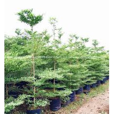 Cây Bàng Đài Loan