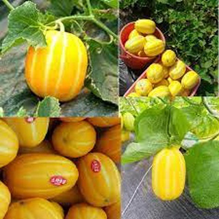 Hạt Giống dưa lê Hàn Quốc F1 thơm siêu ngọt