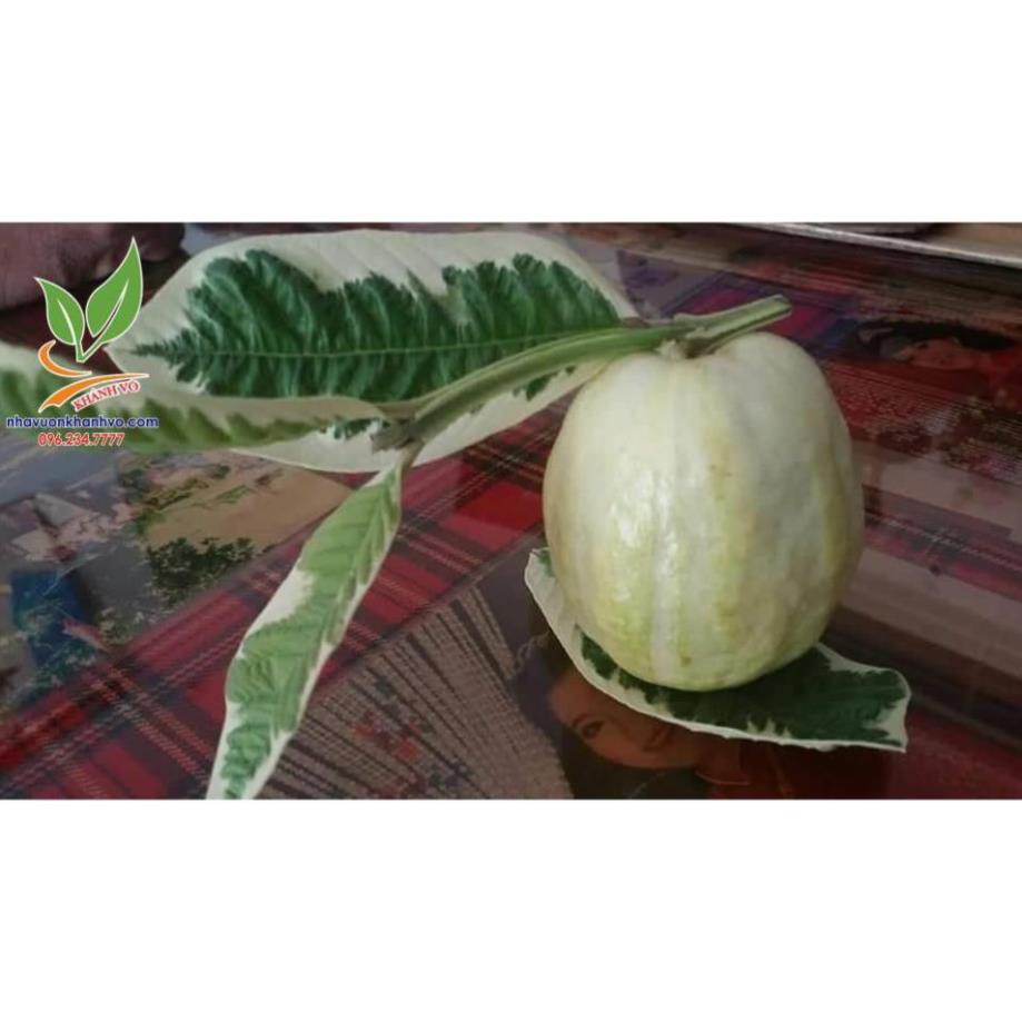 Ổi cẩm thạch siêu đẹp sắp trái - Nhà Vườn Khánh Võ