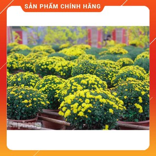 Cây giống cúc mâm xôi vàng