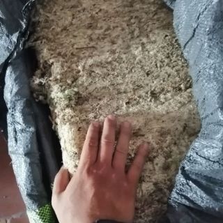 1kg dớn mềm trồng lan
