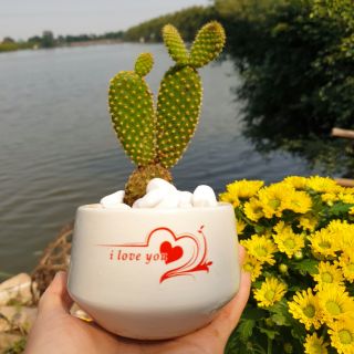 [THANH LÝ GIÁ RẺ] Chậu cây kèm cây sương rồng tai thỏ siêu dễ thương. Chậu men mát cao cấp in hình, cây dễ chăm.