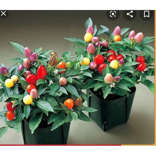 Shop 1K - HẠT GIỐNG ỚT NGŨ SẮC  - Tặng thuốc kích hạt nảy mầm nhanh chóng + Hướng dương siêu Lùn