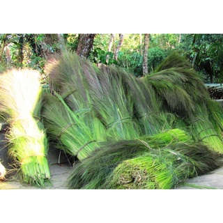 đót chít (gốc giống)