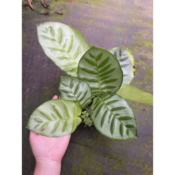 Chậu cứng Calathea Bella