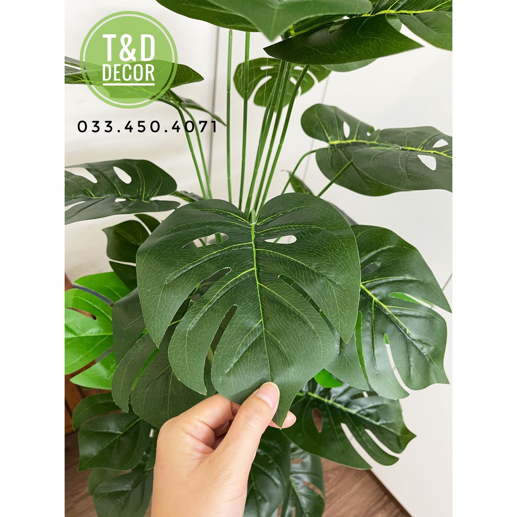 Cây trầu bà Monstera cao 1M3