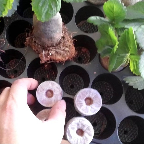 COMBO 20 viên nén ươm hạt - viên nén xơ dừa