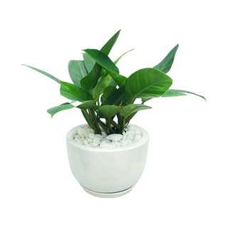 Cây Trầu bà để bàn Cây phong thủy