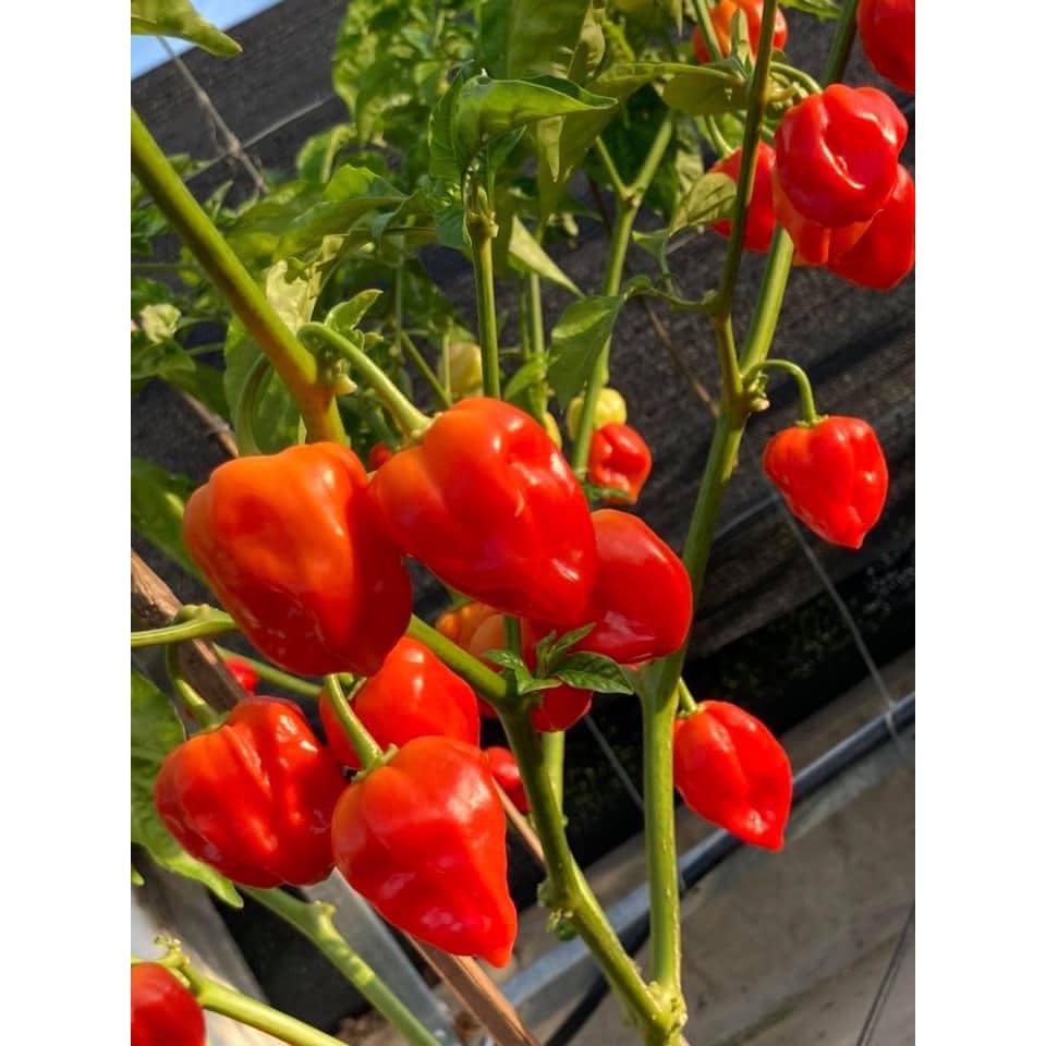 Ớt Siêu Cay Habanero Đỏ F1